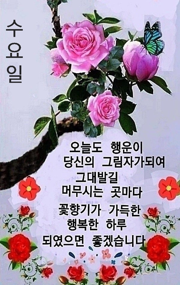 Daum 카페