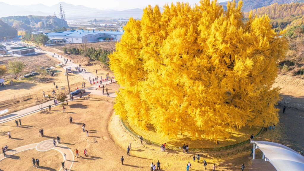 천과나무 이미지