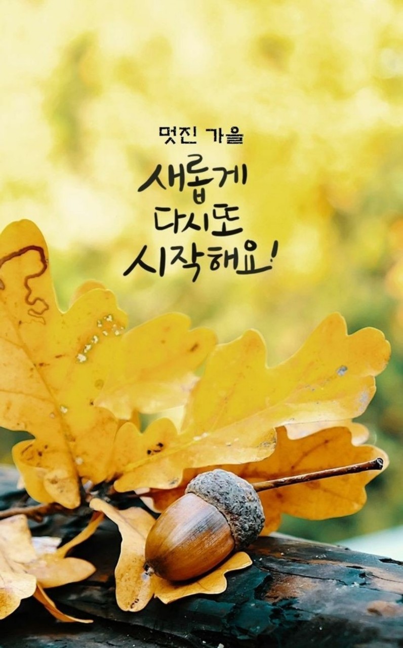 작은여우 이미지