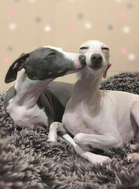이리 이미지