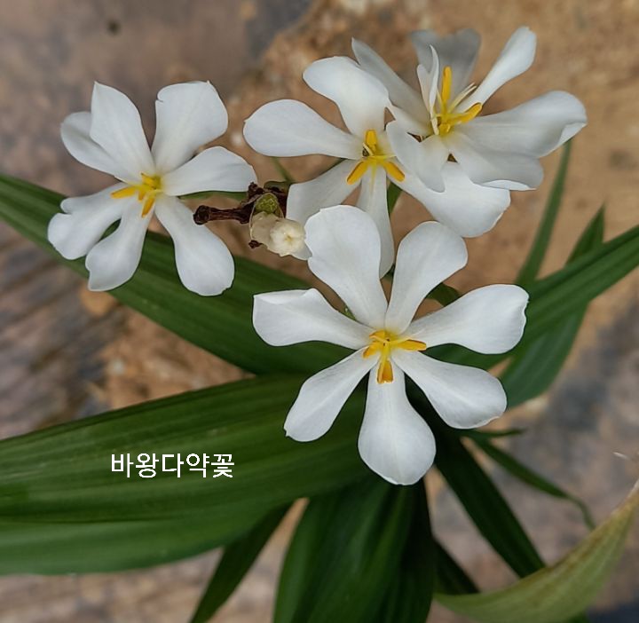 다약 이미지