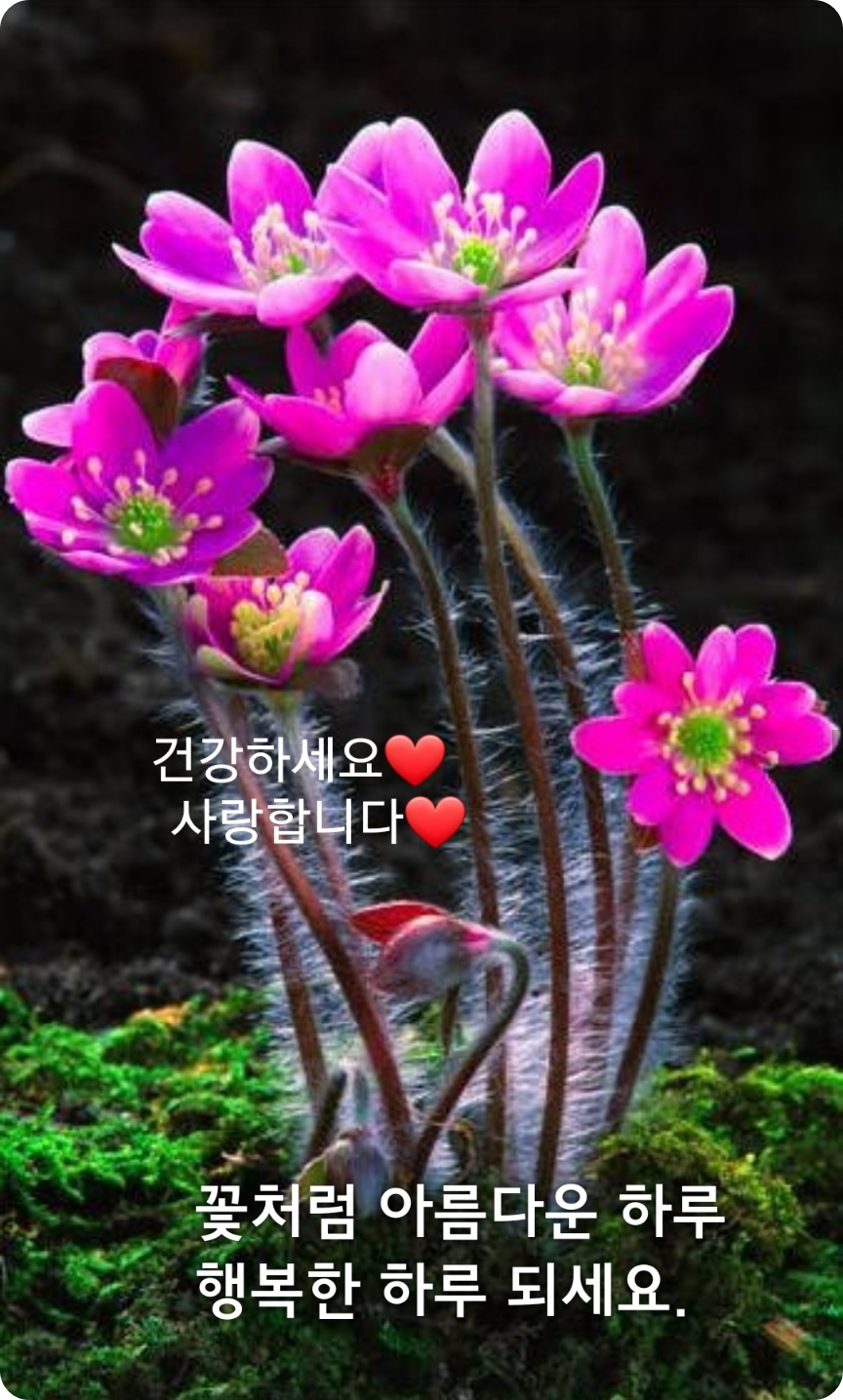 세렌디피티 이미지