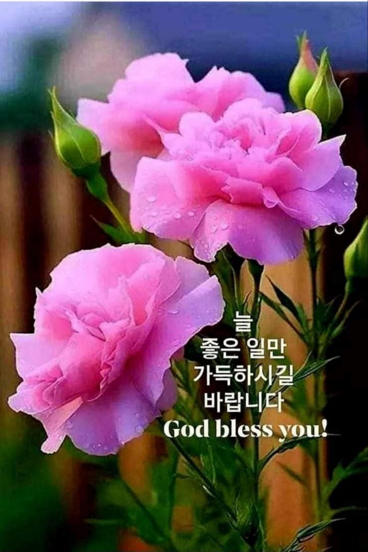 빵빠레 이미지