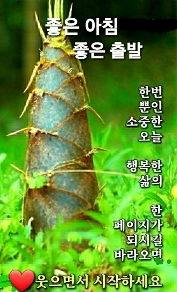 빵빠레 이미지