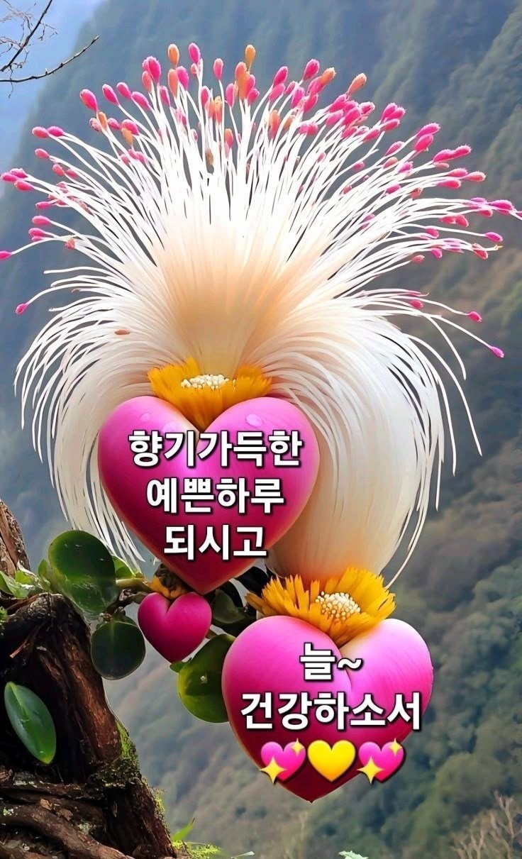 꿍따리 이미지