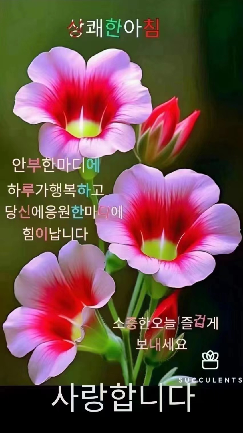 꿍따리 이미지