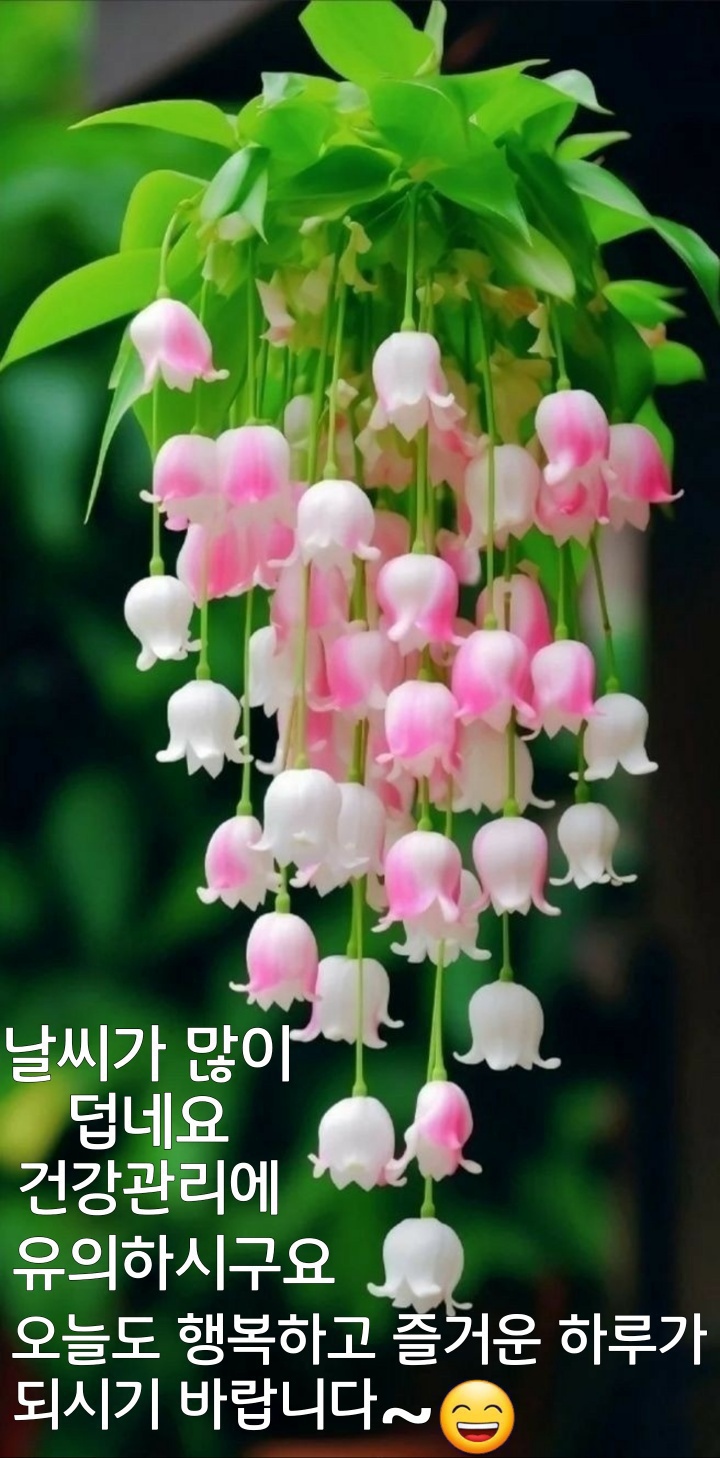꿍따리 이미지