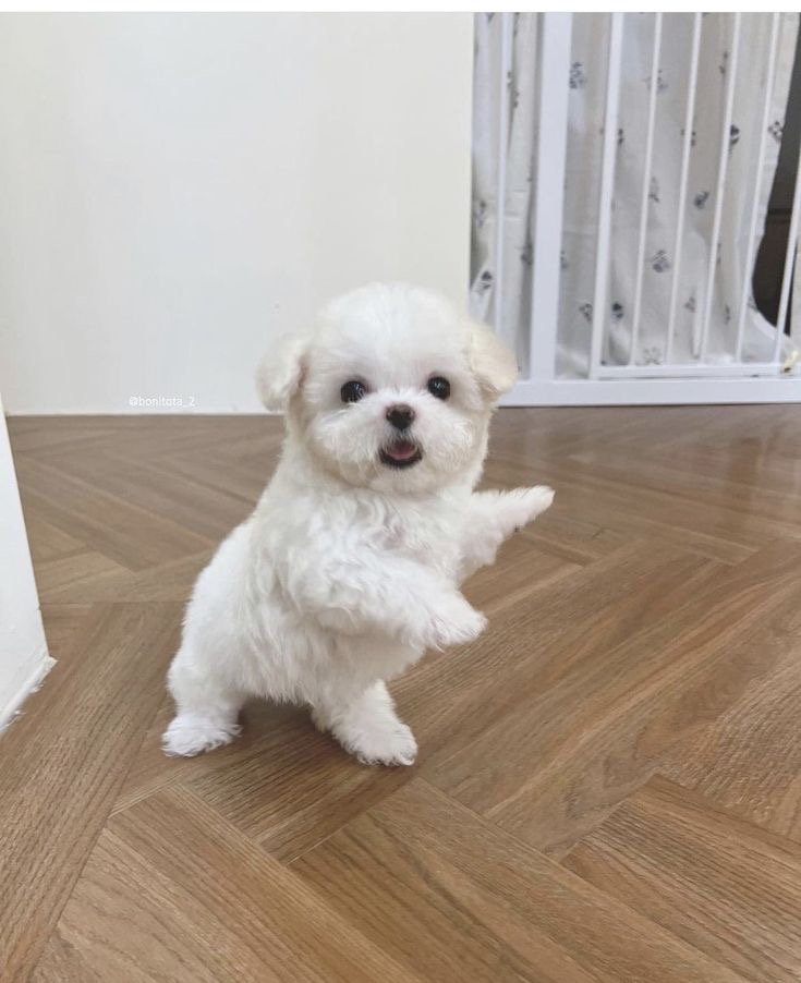 지망 이미지