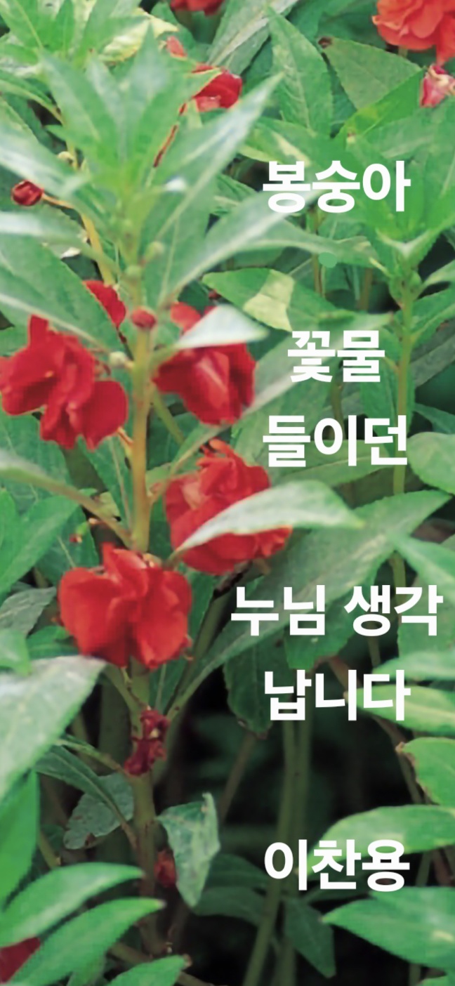 봉숭아 이미지