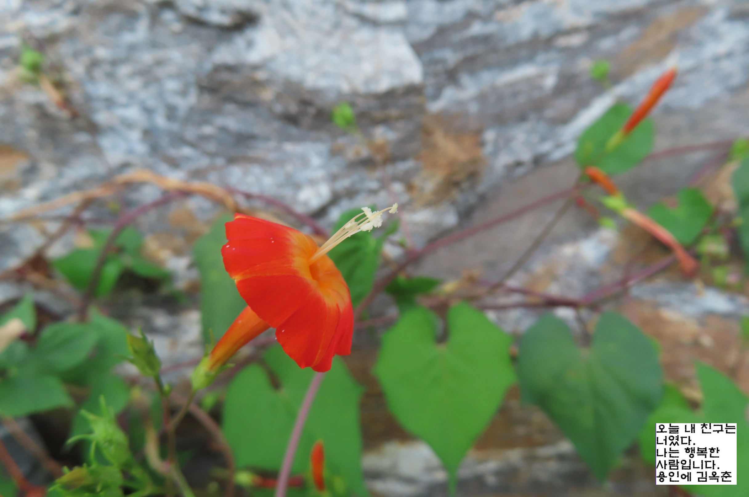 고마리(주) 이미지