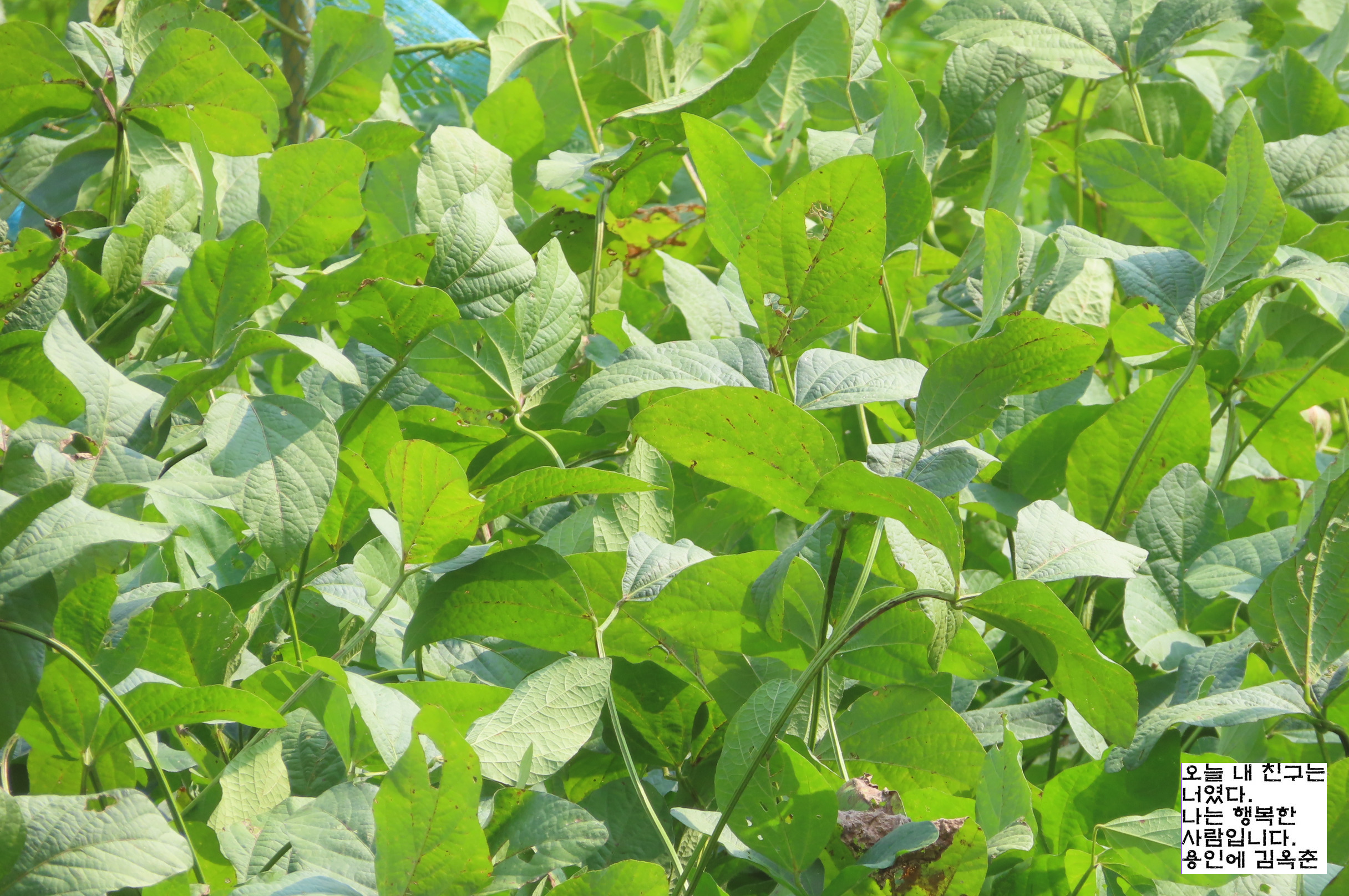 고마리(주) 이미지