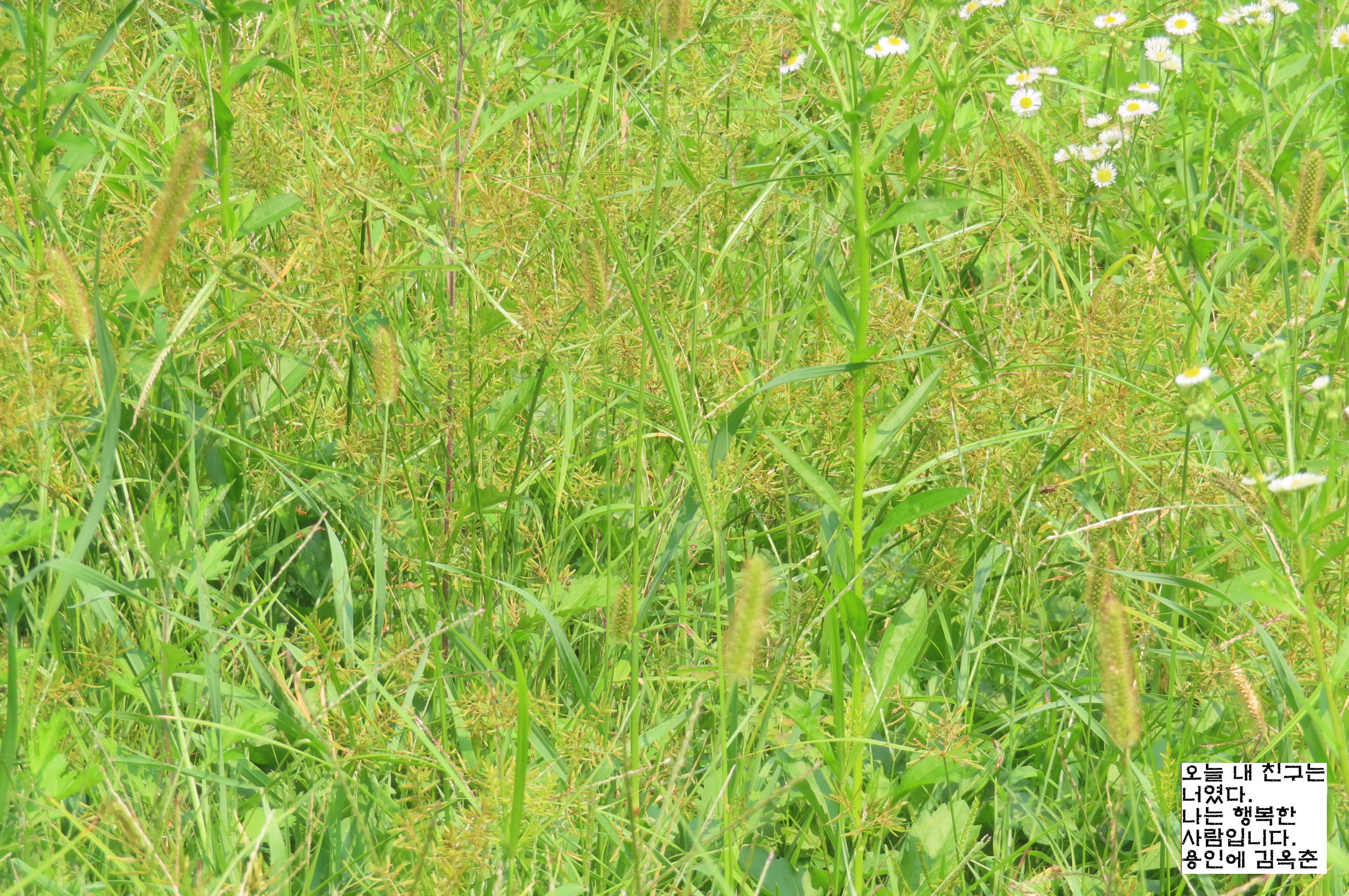 고마리(주) 이미지