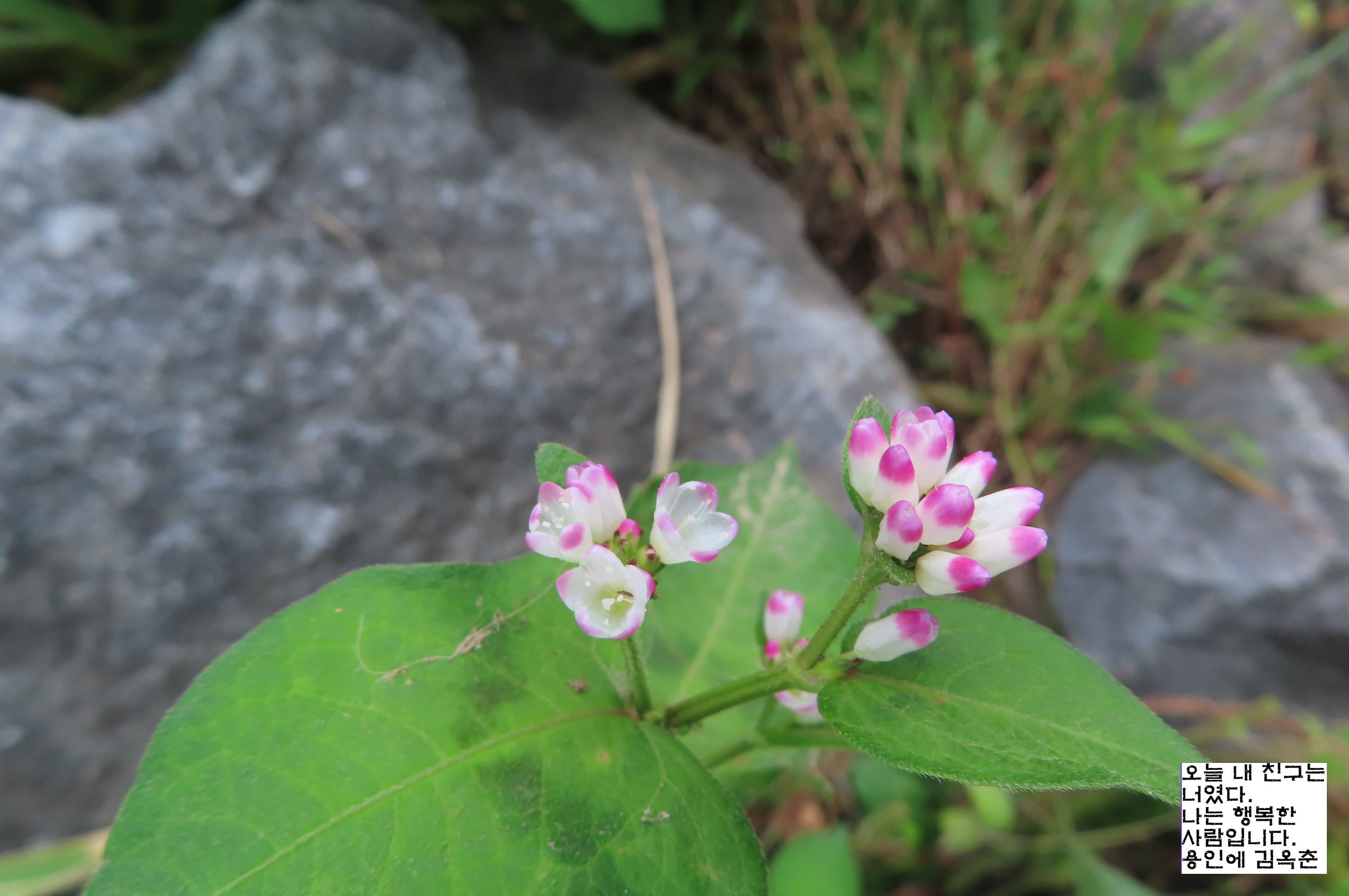 고마리(주) 이미지