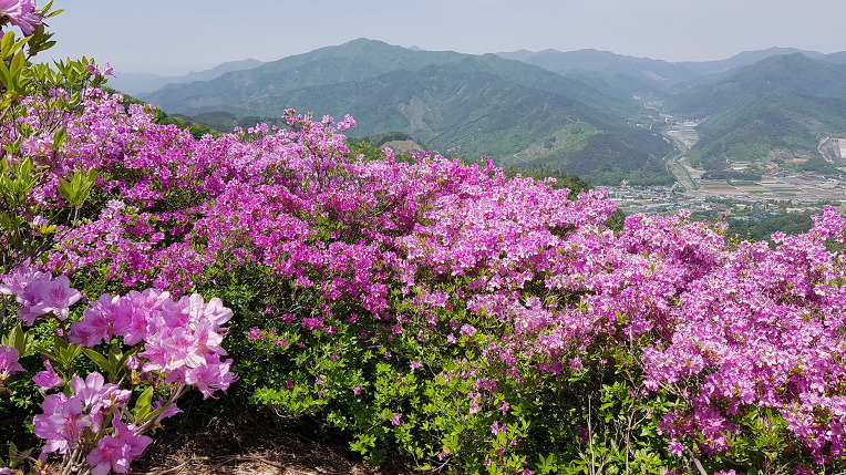 백두항공여행사 이미지