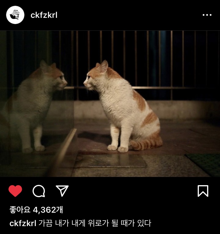 그 고양이는 이름이 많았어 | 인스티즈