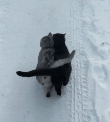 그 고양이는 이름이 많았어 | 인스티즈