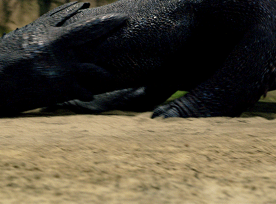 실사 영화 드래곤 길들이기 쿠팡플레이 공개 | 인스티즈