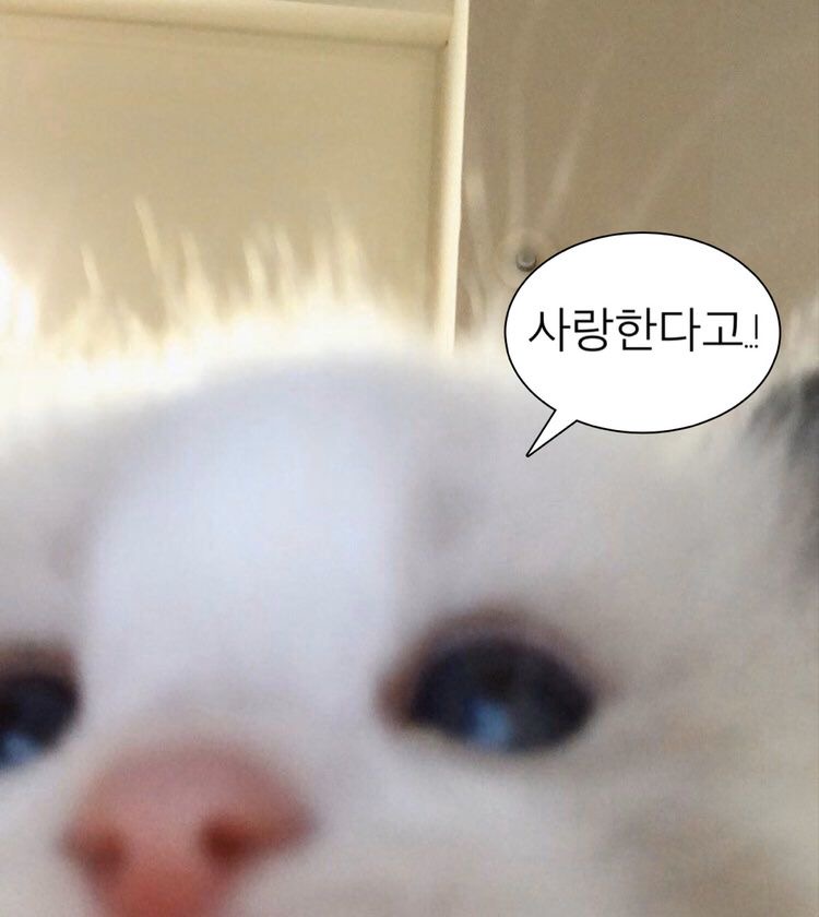 포로롱 이미지