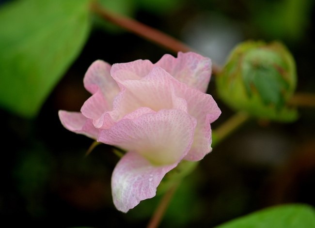 목화 이미지