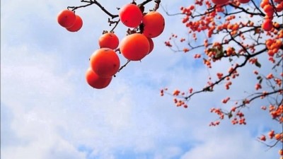 홍시 이미지