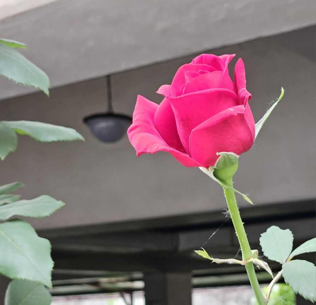 기우 이미지