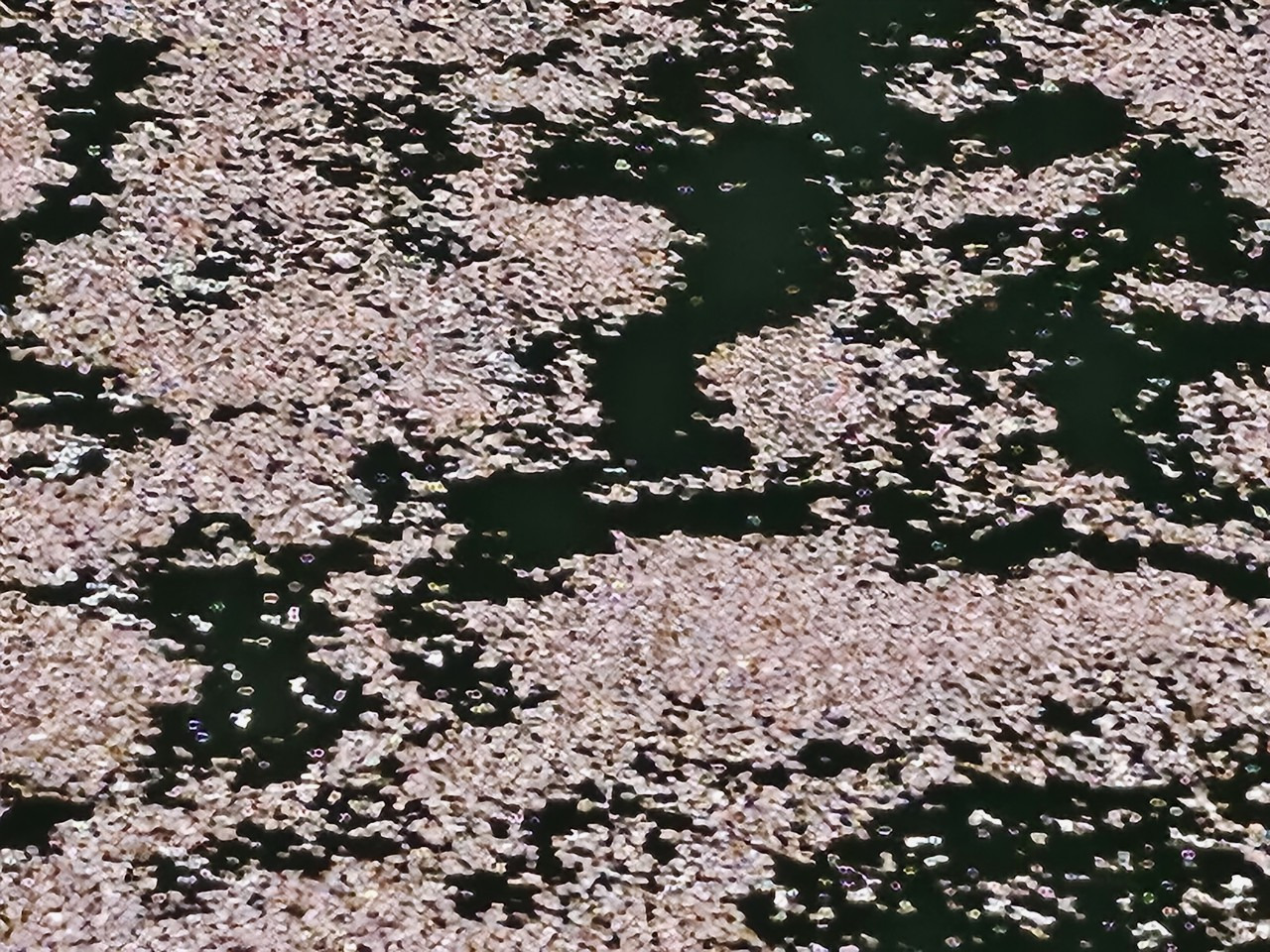 꽃물 이미지
