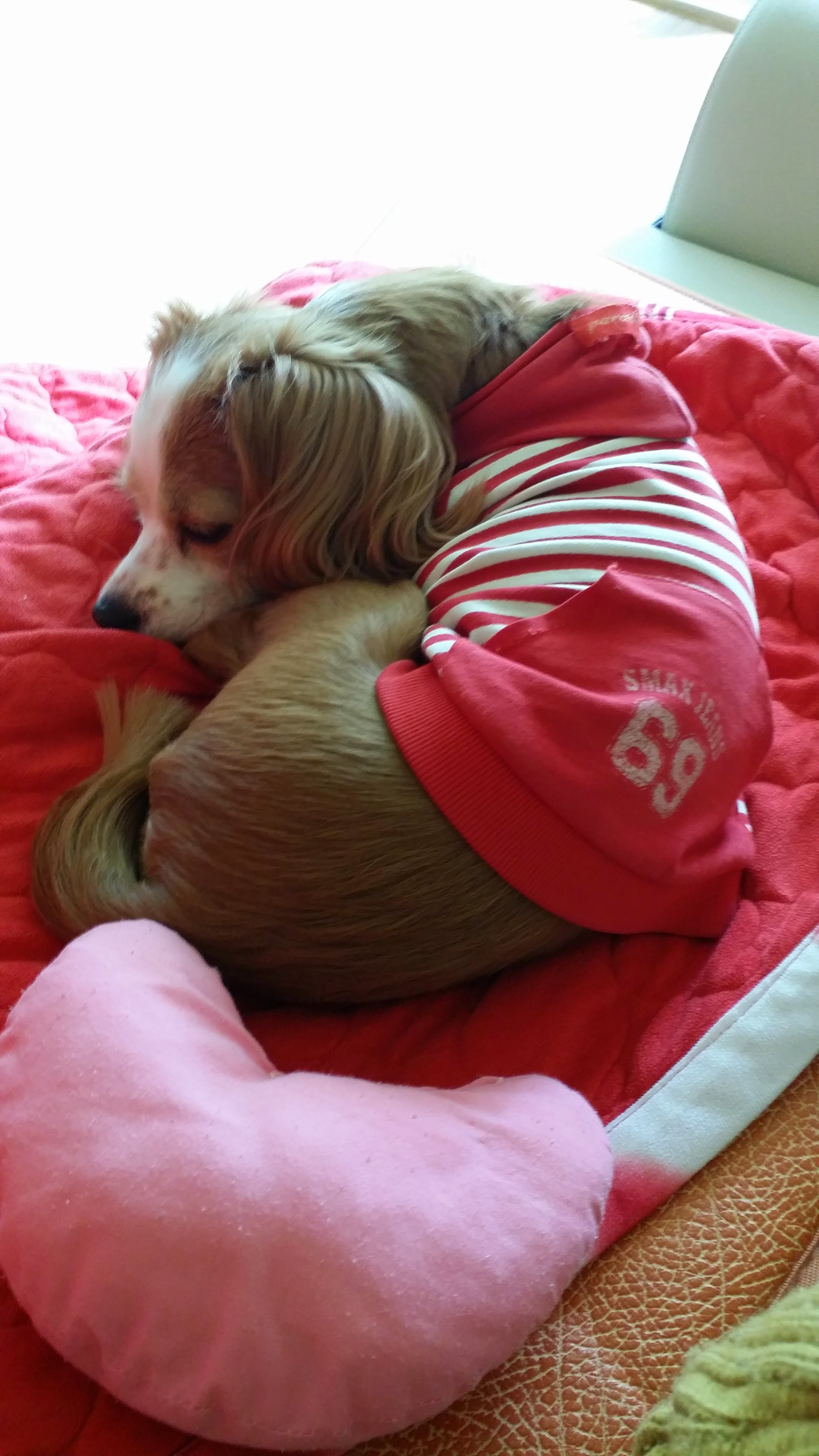 강아지 여자 애 키우는 분들 있을텐데!? - 자유 게시판 - 아레스 : 라이즈 오브 가디언즈