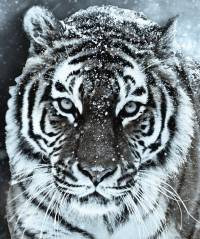 My Image