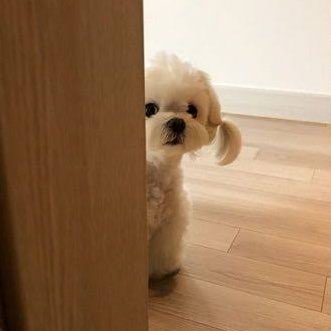 띵동 이미지