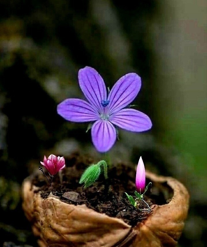 몽마르지 이미지