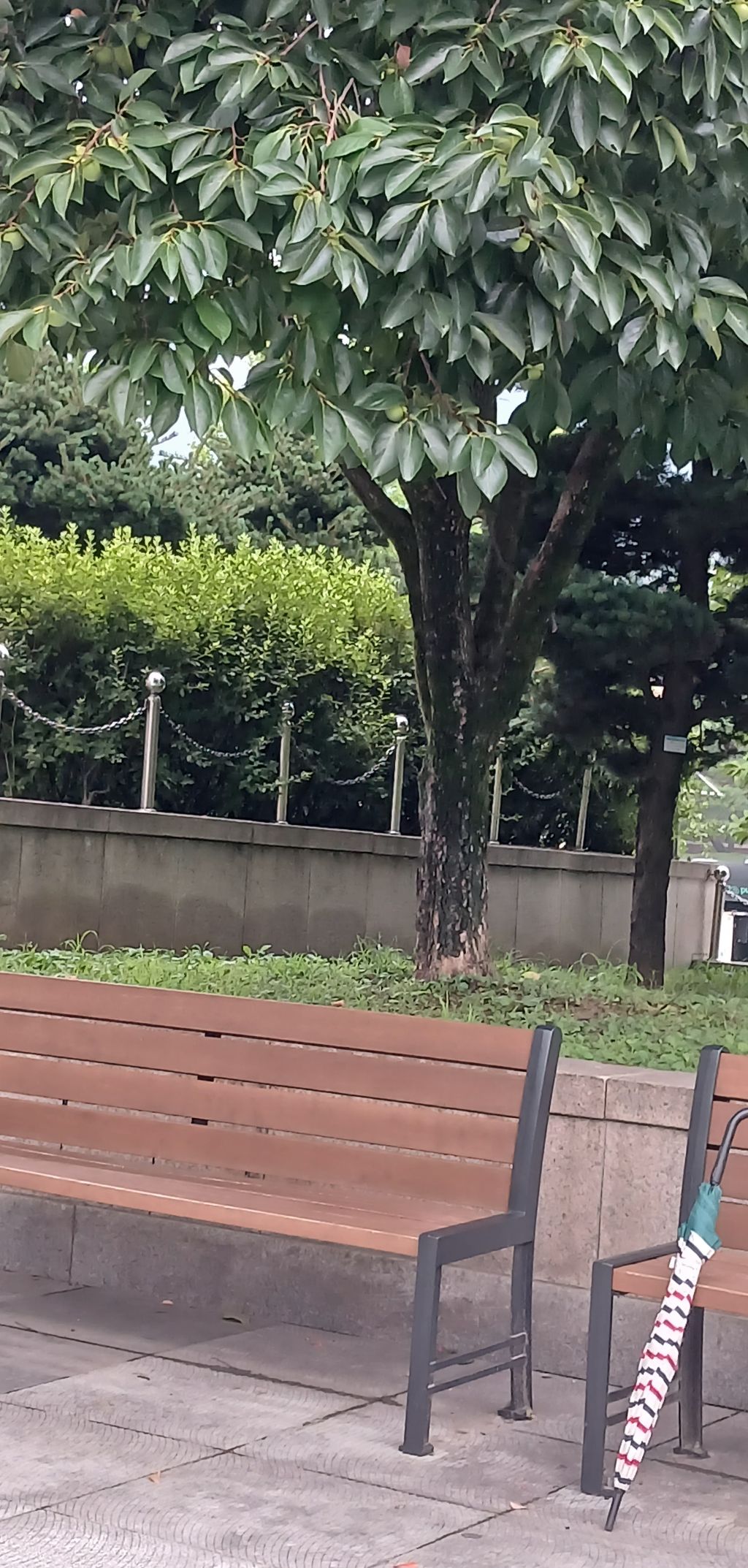 나무아래 이미지