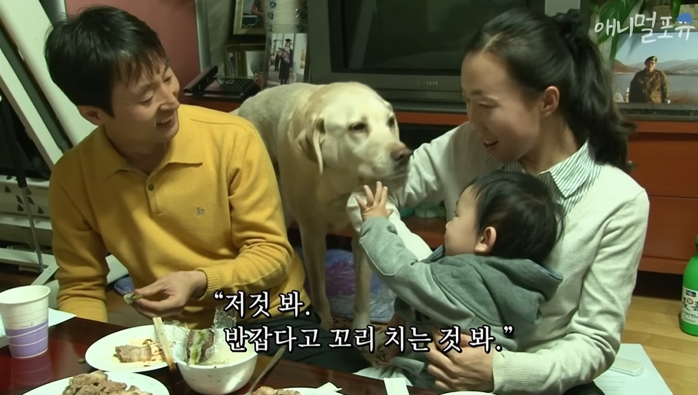 주인이 혼자 나가서 당황하는 안내견 | 인스티즈