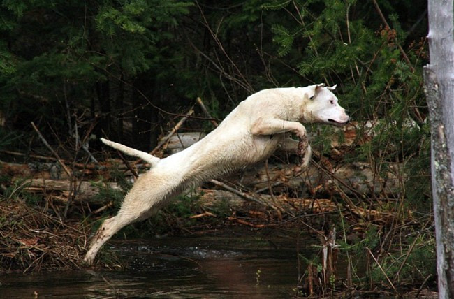 도고(DOGO) 이미지