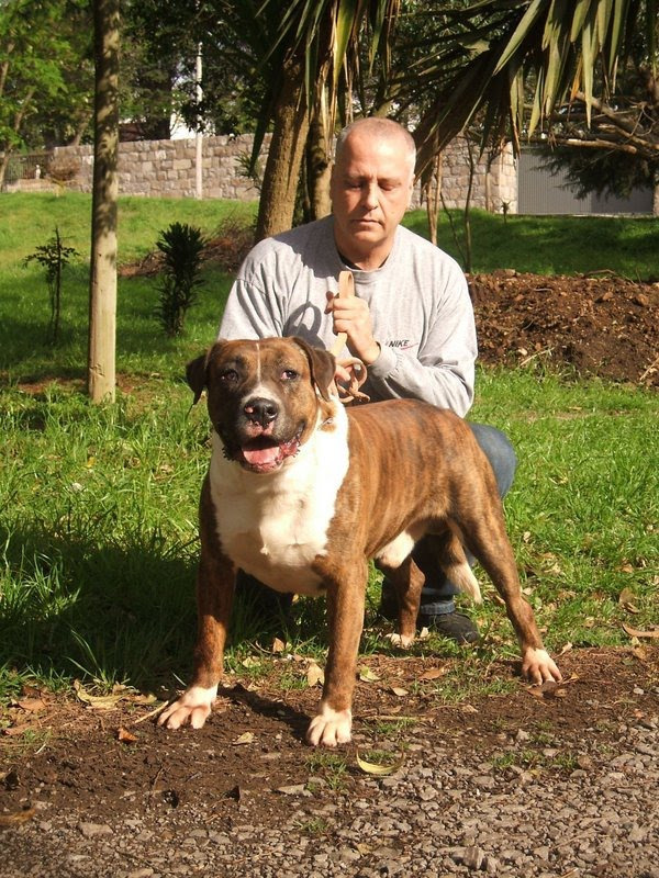 도고(DOGO) 이미지
