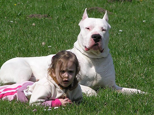 도고(DOGO) 이미지