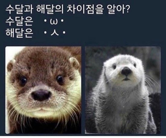 해달 이미지
