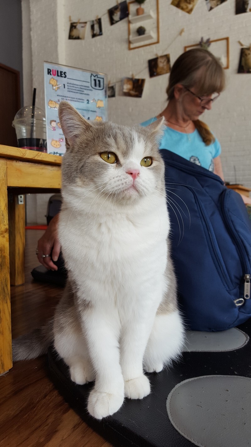 라오스카페 이미지
