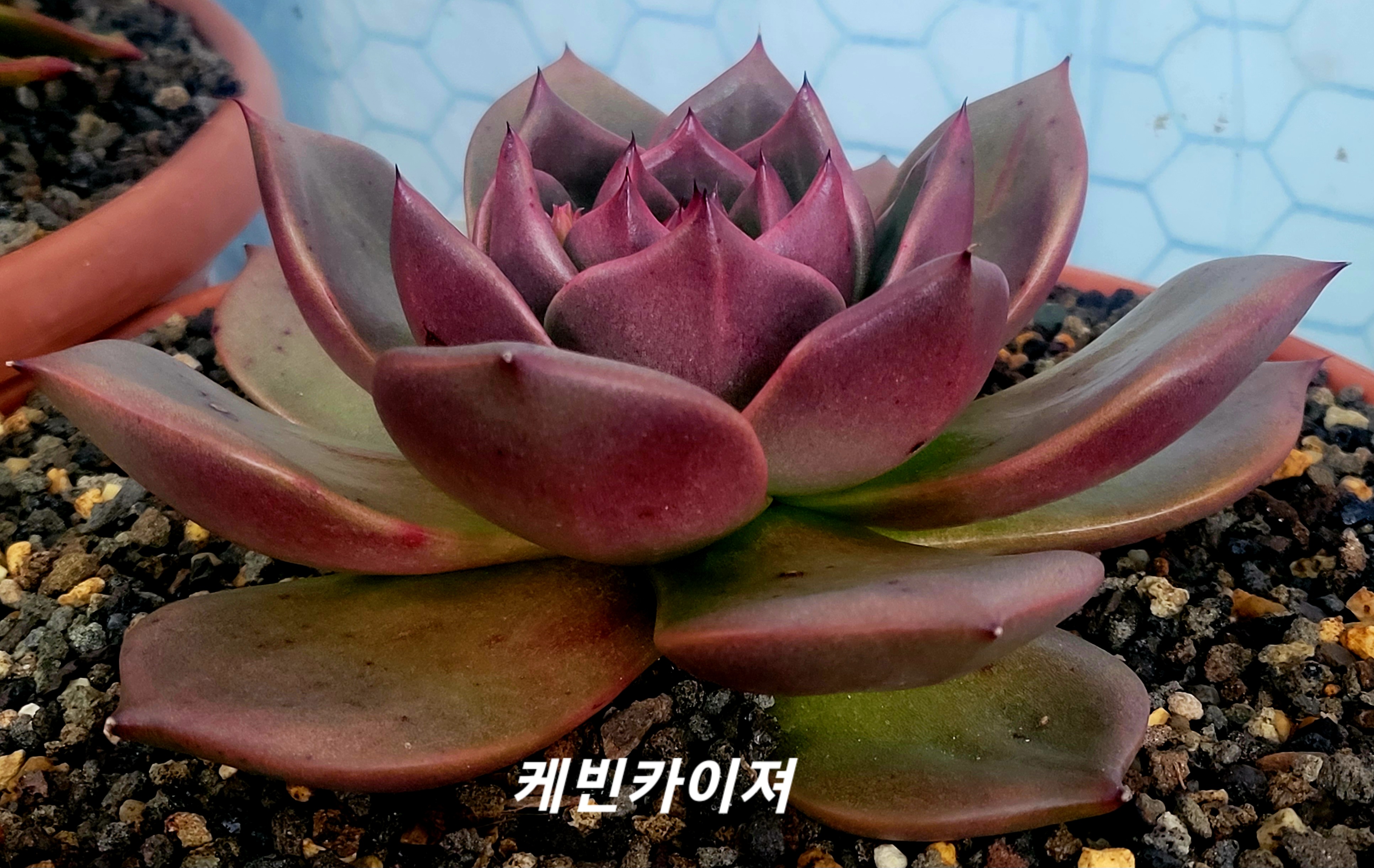 카이져 이미지