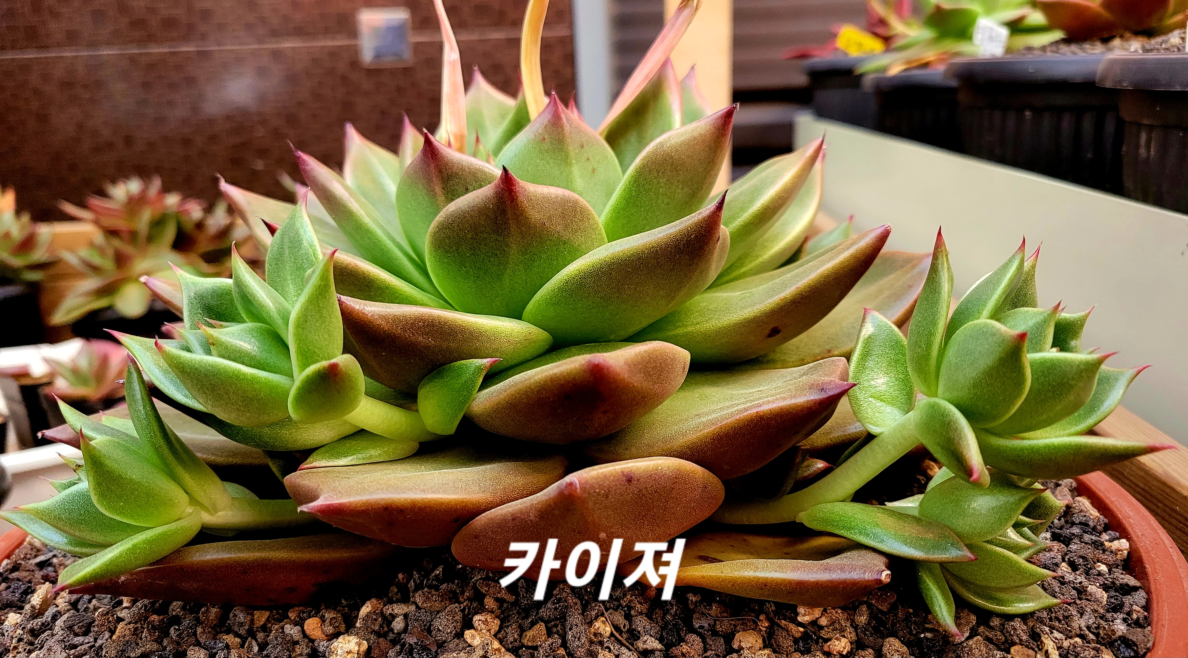 카이져 이미지