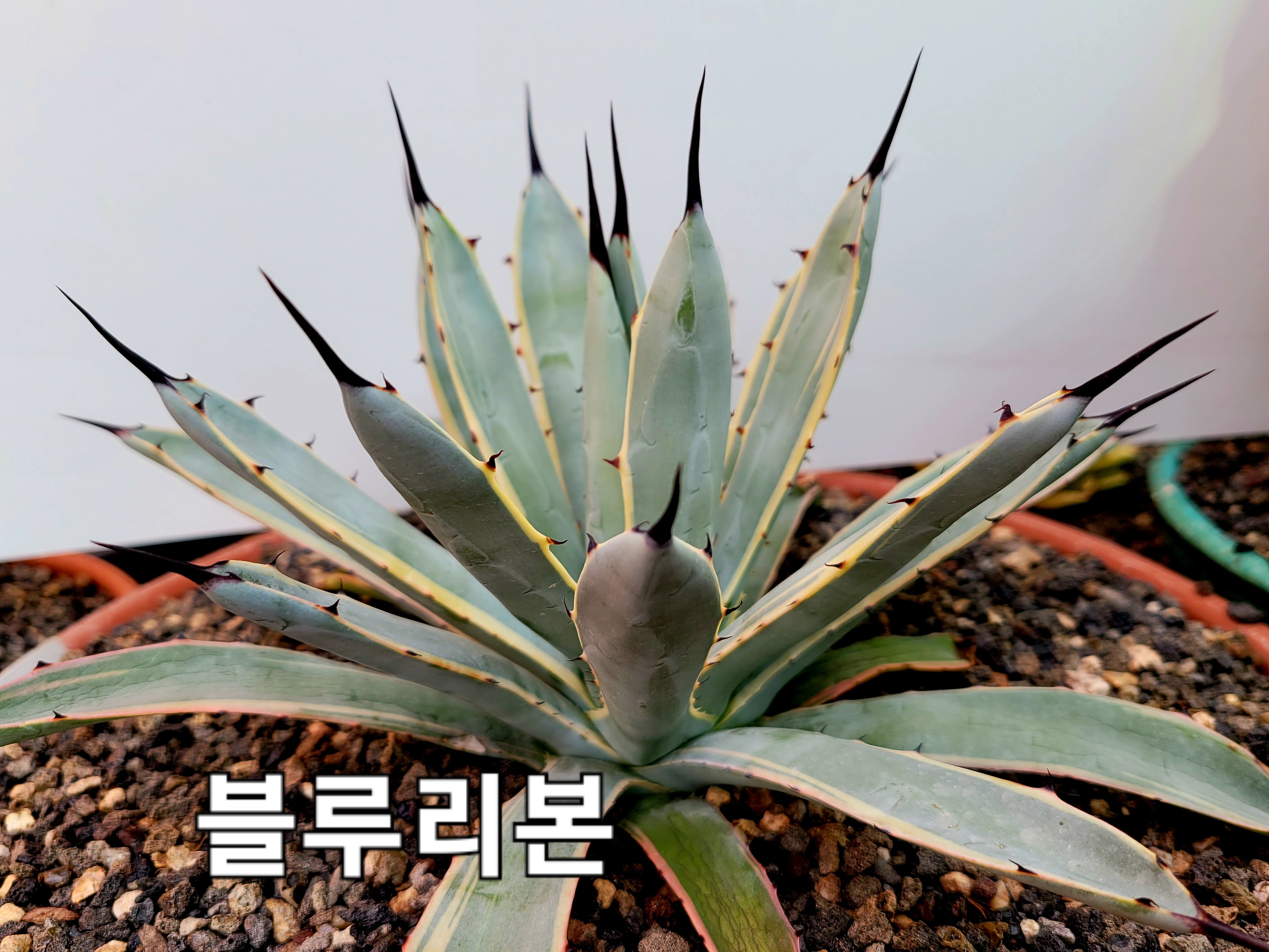 블루리본 이미지