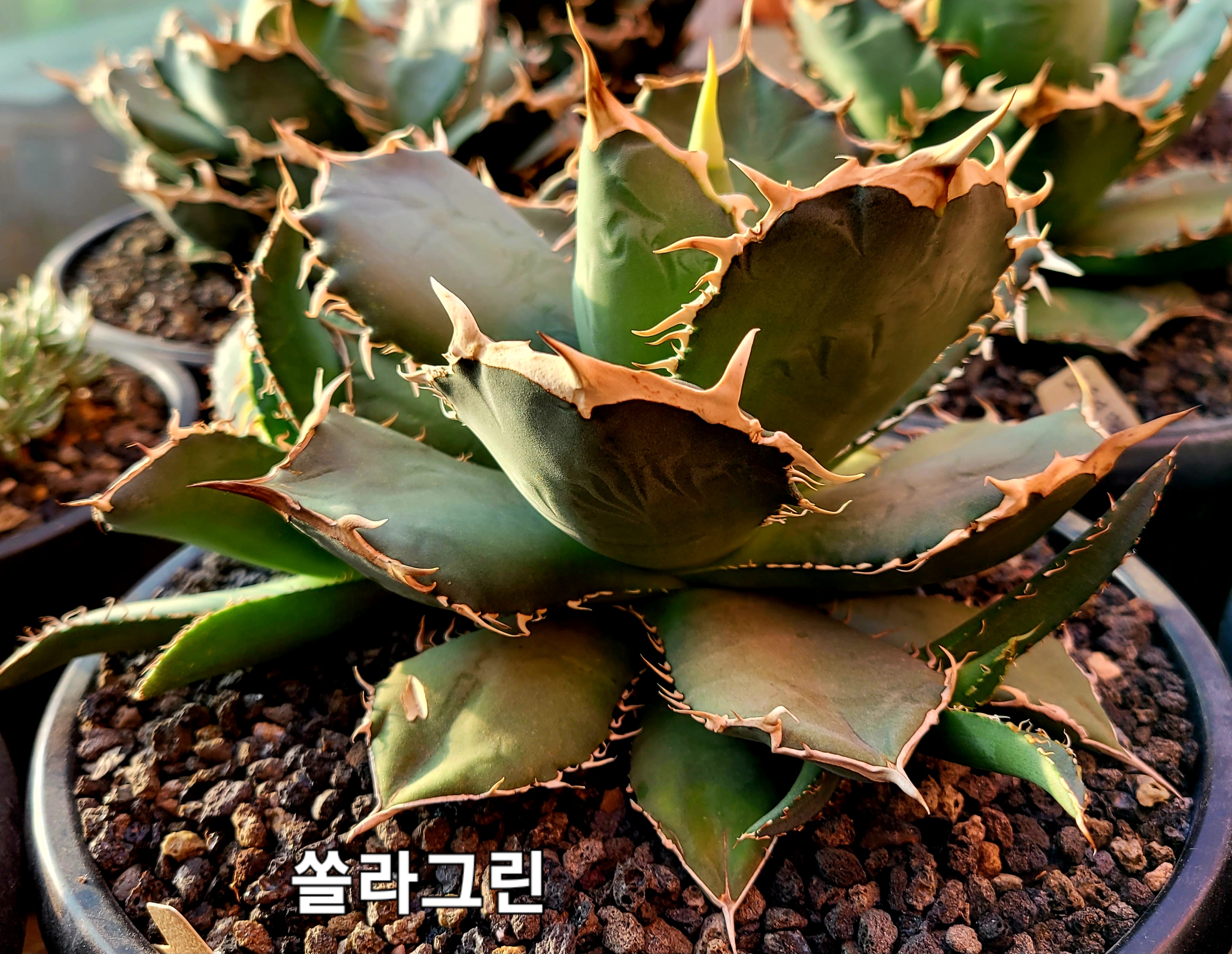 쏠라 이미지
