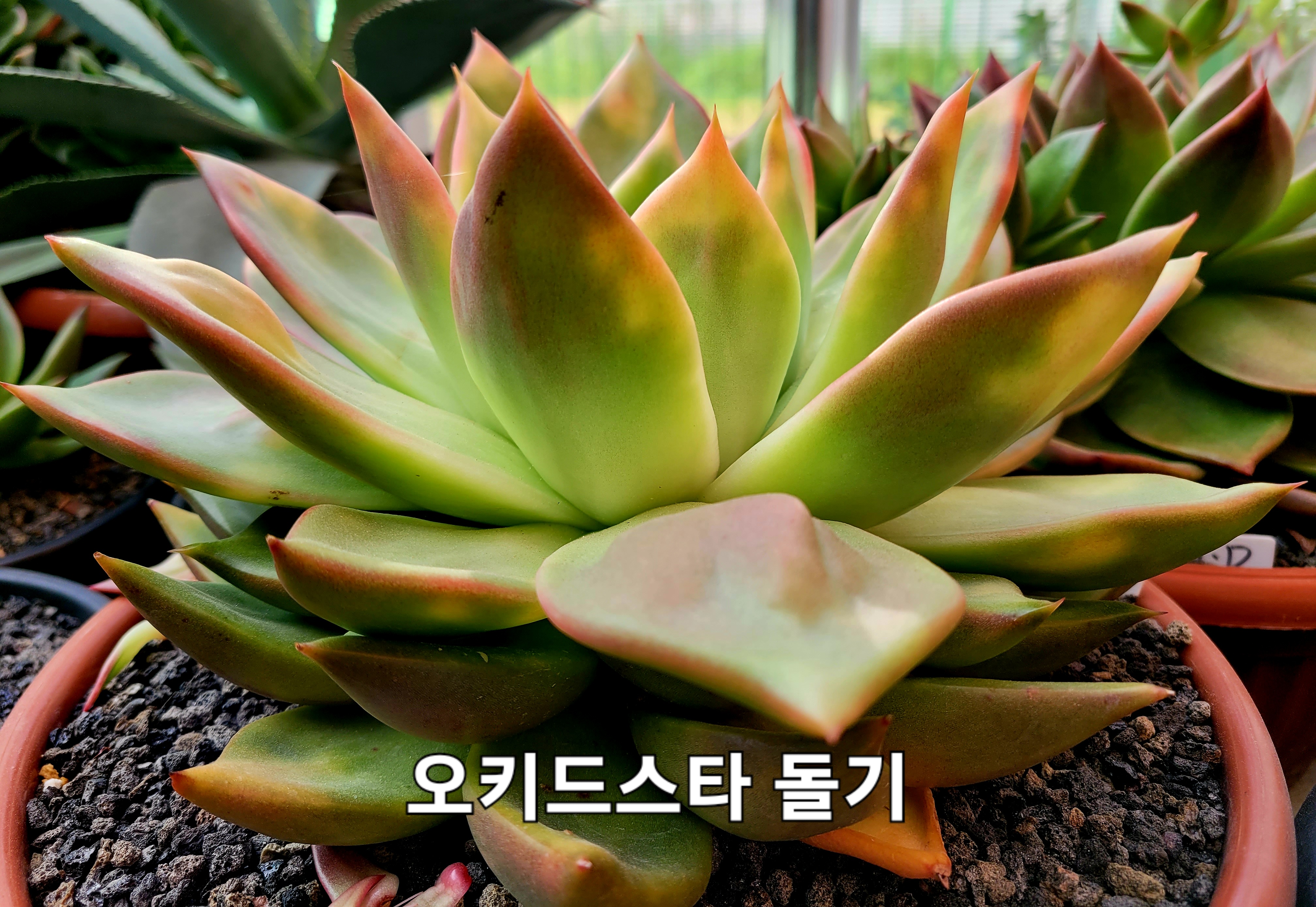 오키드 이미지