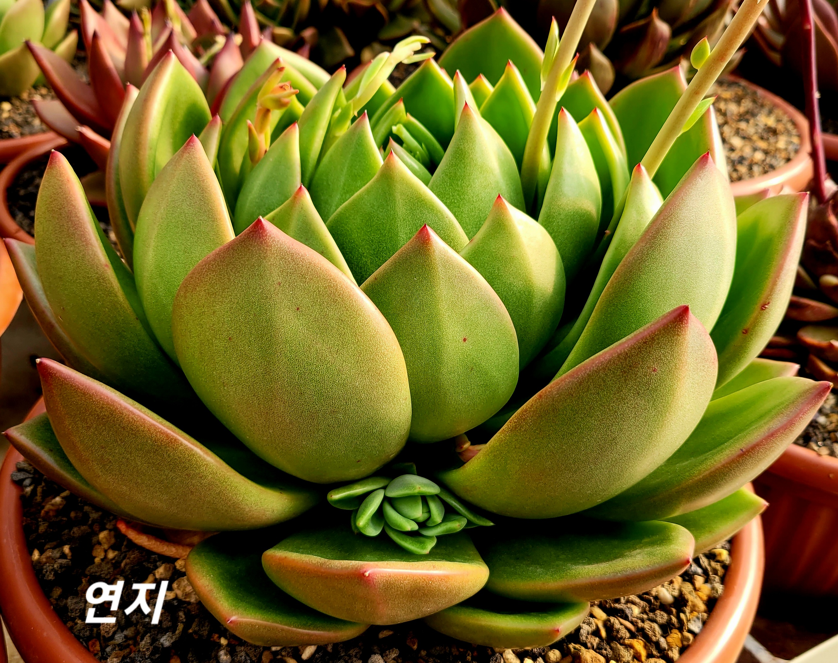 연지네 이미지