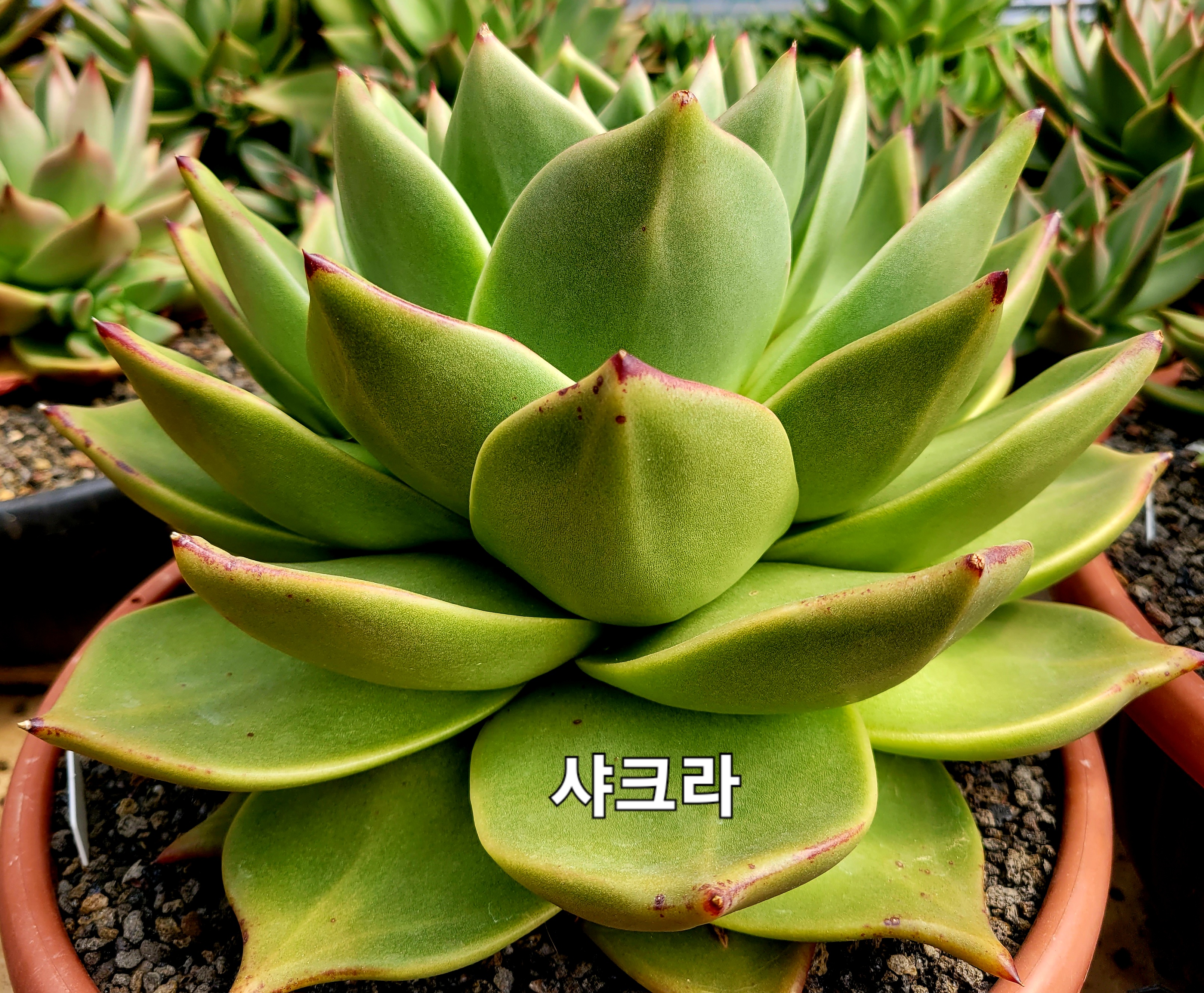 샤크라 이미지