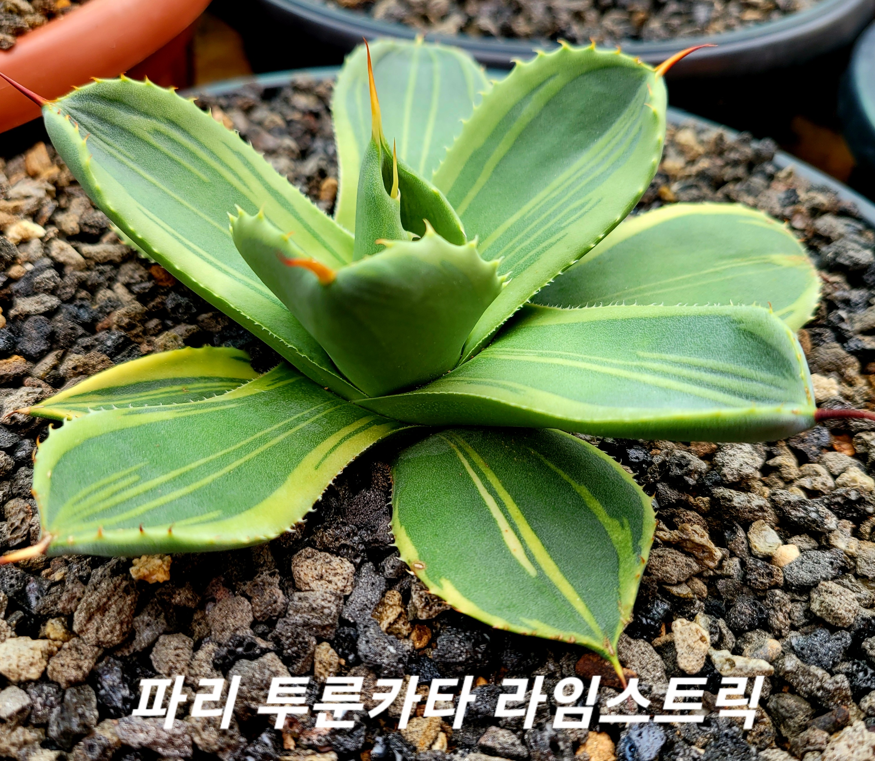카타이어 이미지