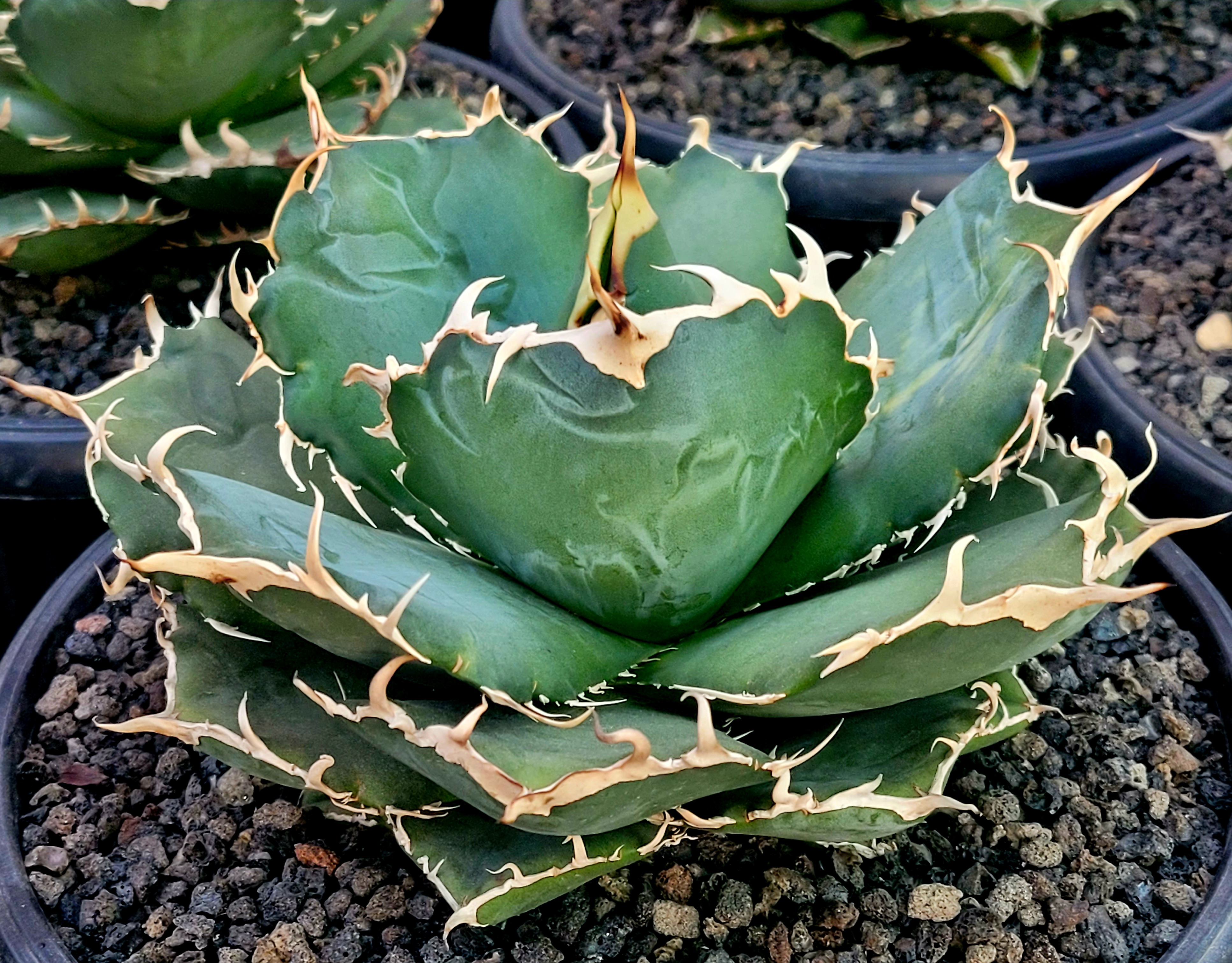 백경 이미지