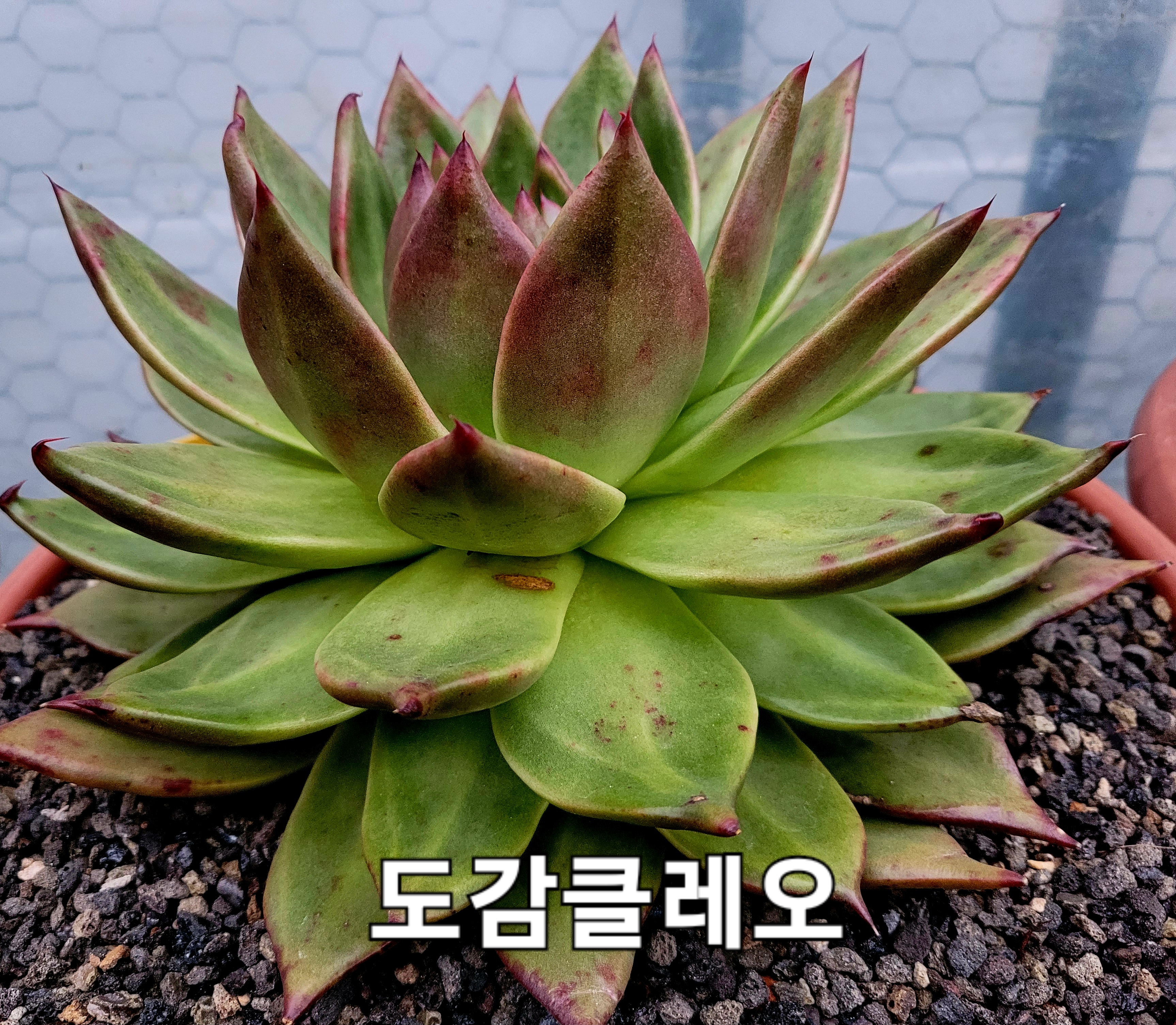 클레오 이미지