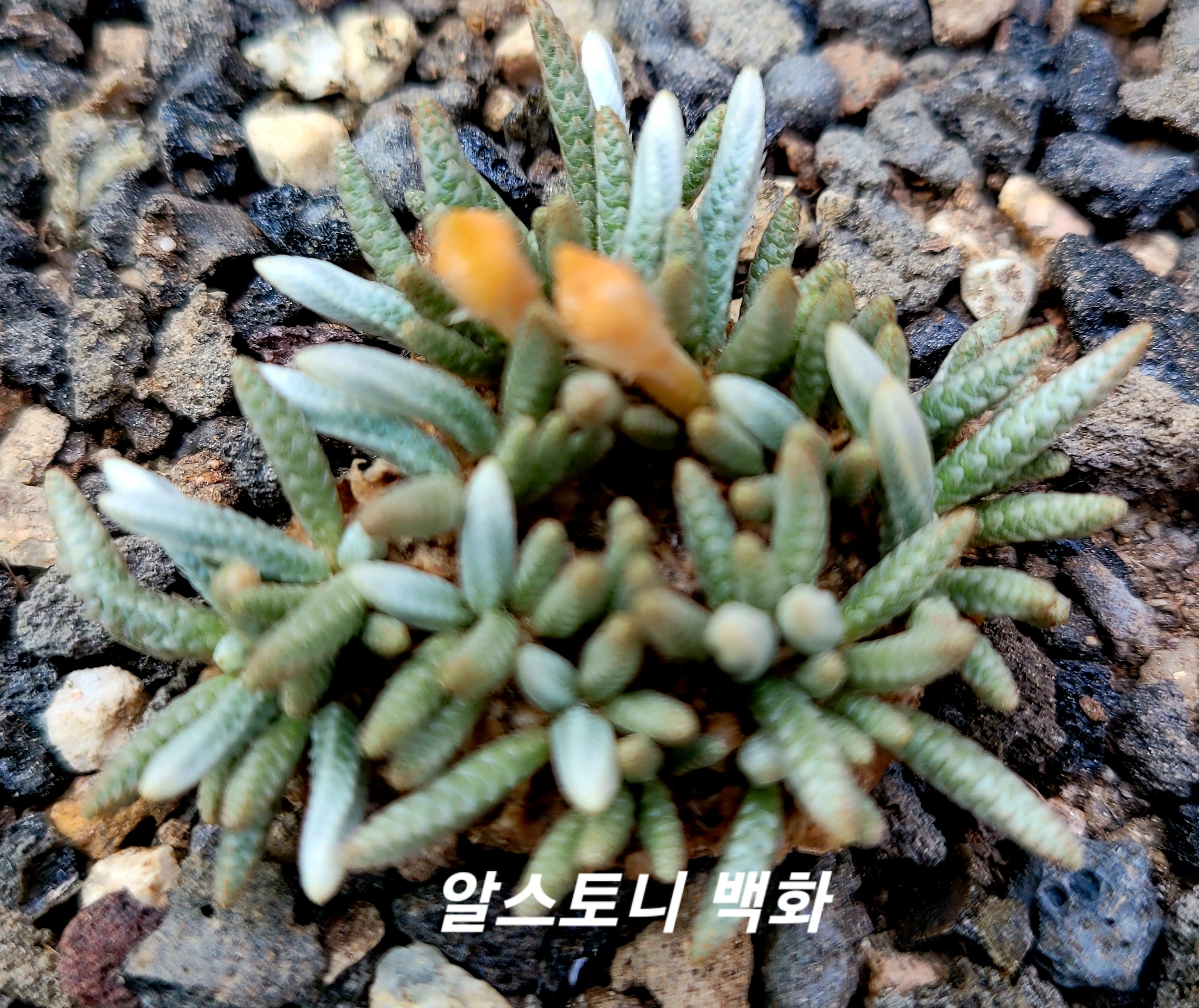 백화 이미지