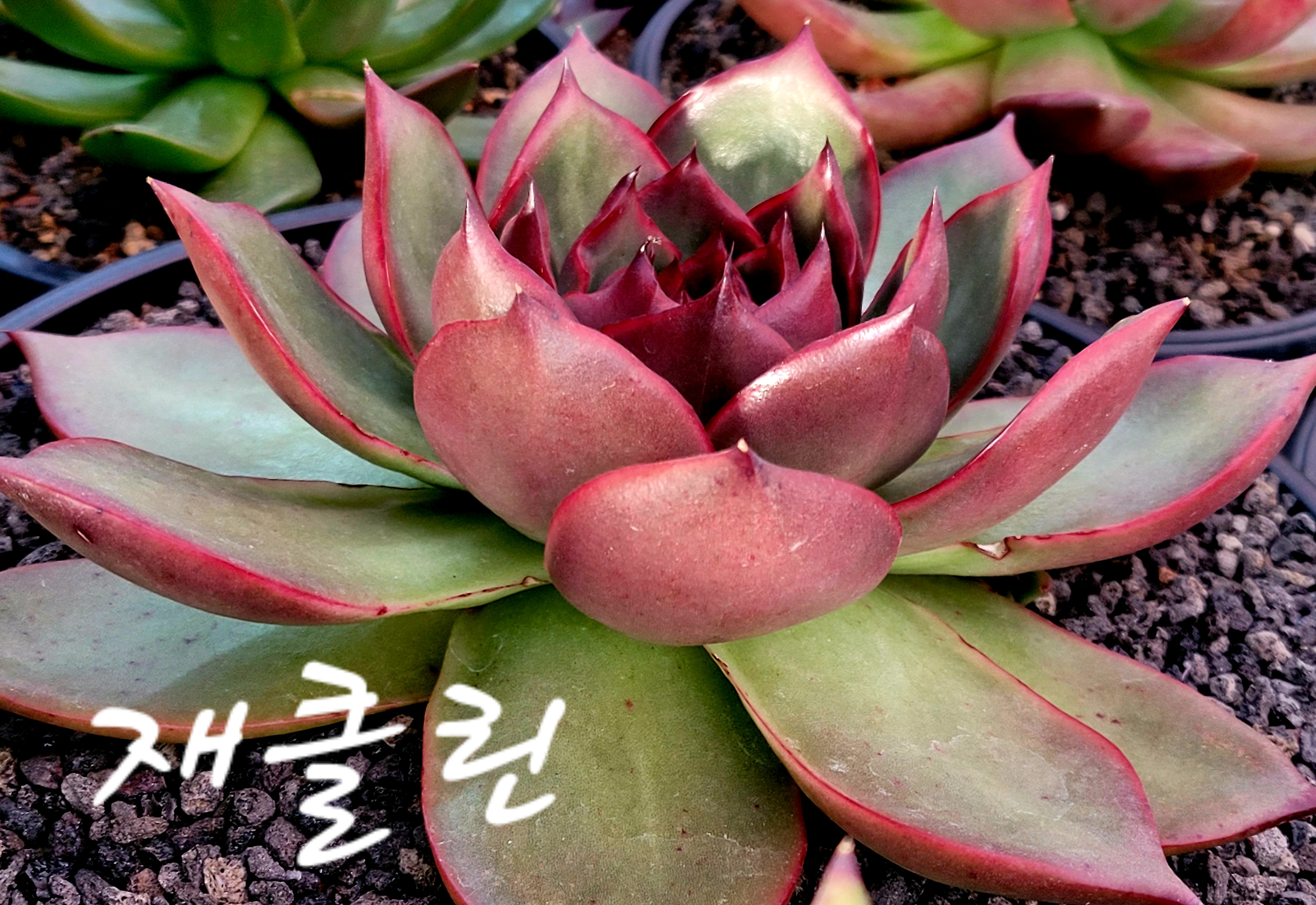 재클린 이미지