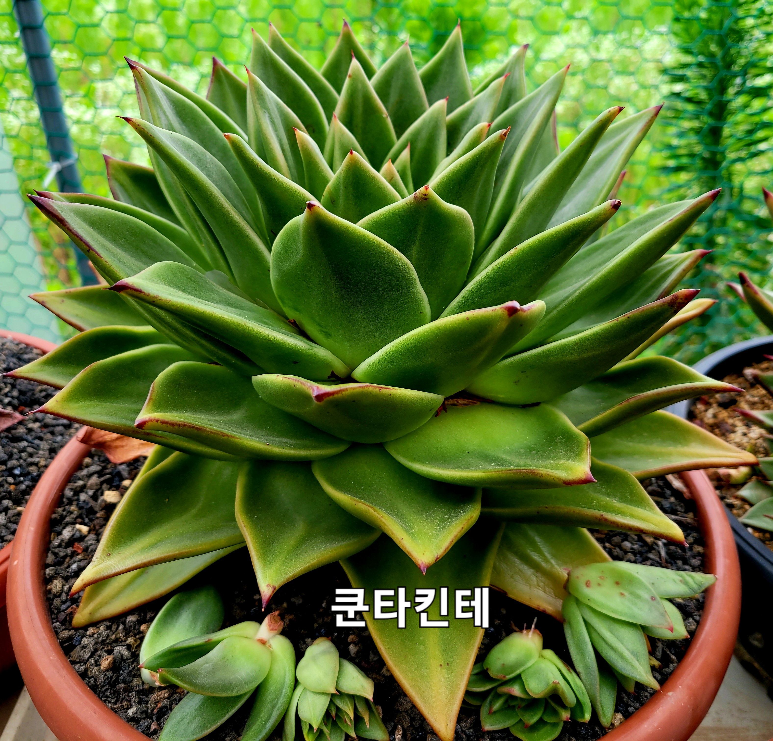 쿤타킨테 이미지